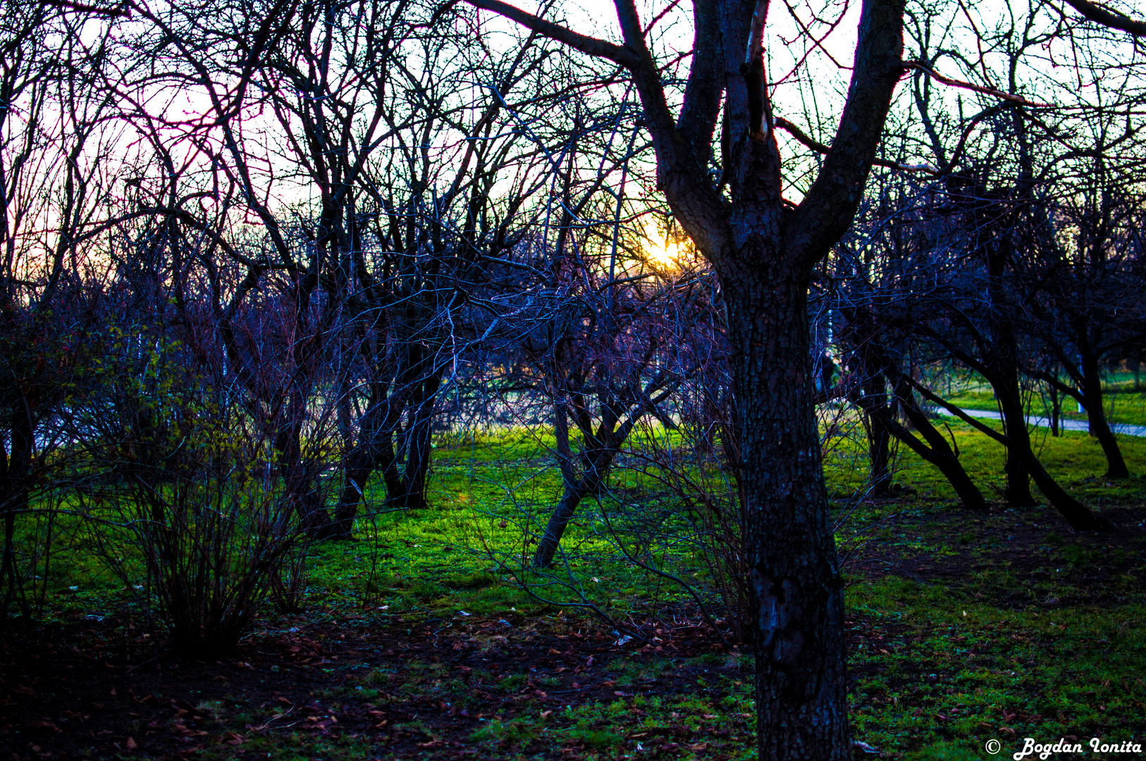 Sunset between trees