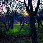 Sunset between trees