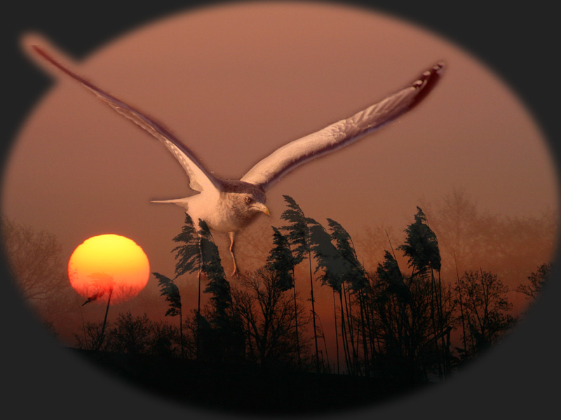 sunset bird II