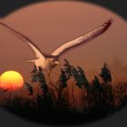 sunset bird II
