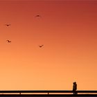 Sunset Birds