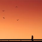 Sunset Birds