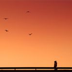 Sunset Birds