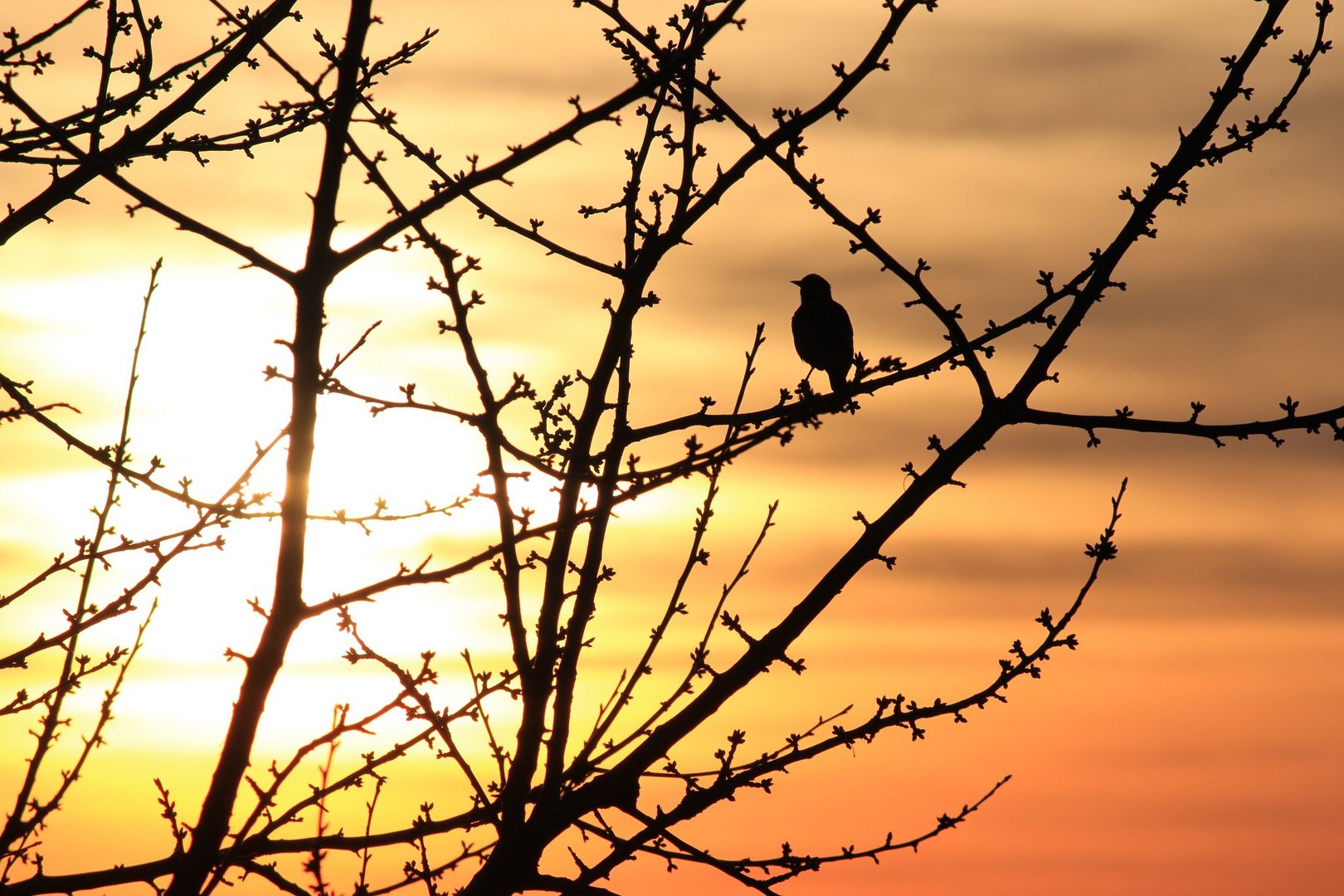 Sunset Birdy