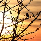 Sunset Birdy