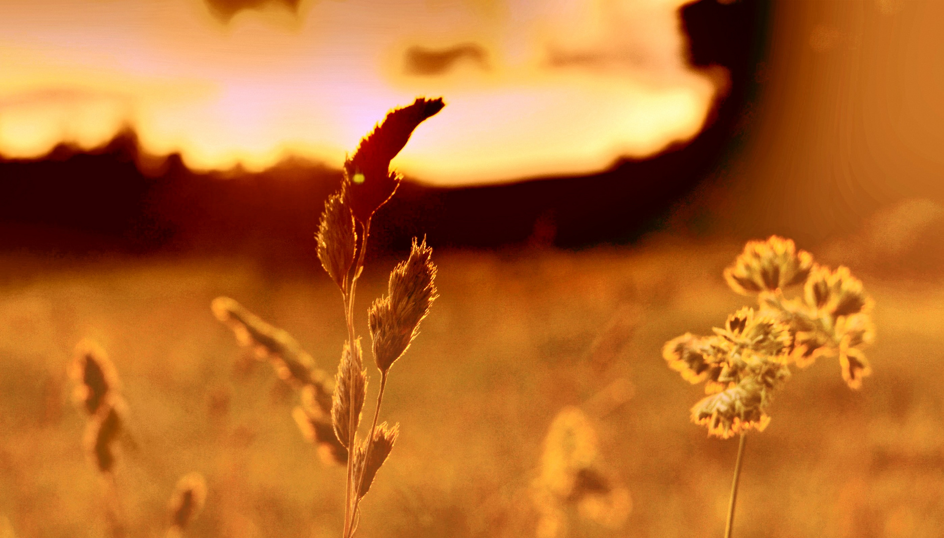 Sunset Bokeh