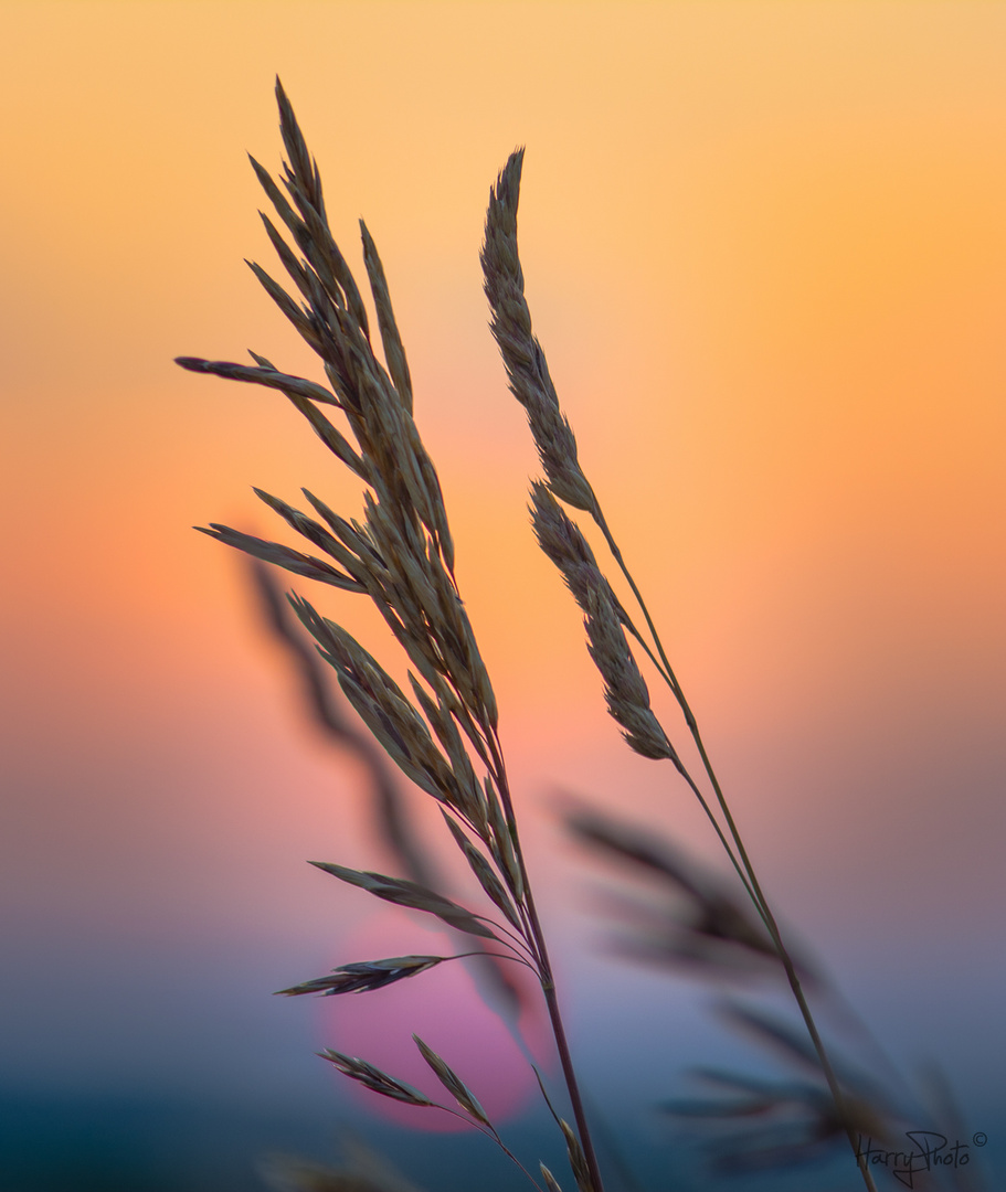 Sunset Bokeh