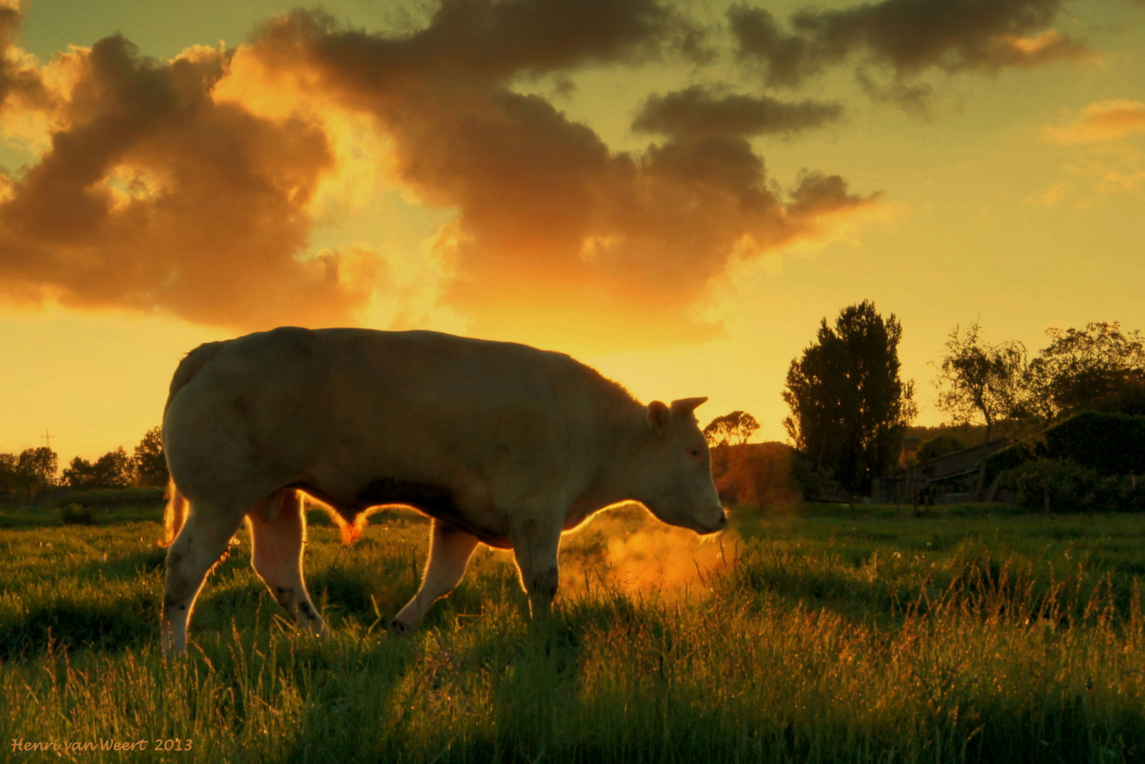 Sunset bull