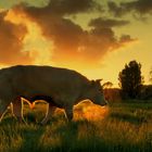 Sunset bull