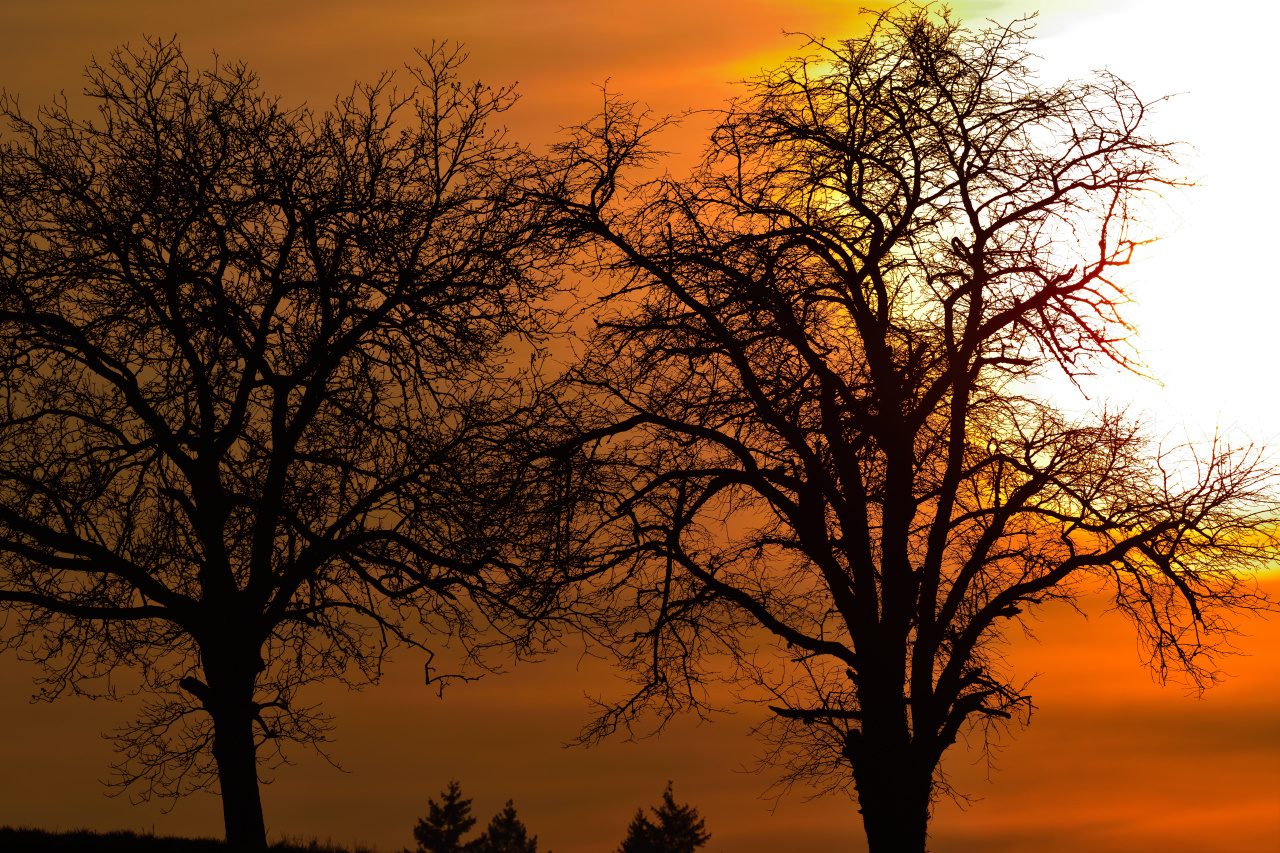 Sunset & Burning Tree