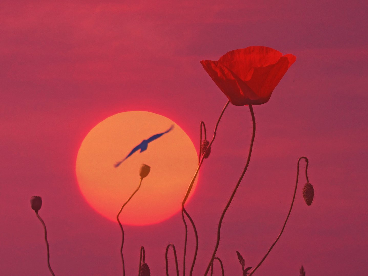 sunset by the poppy