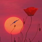 sunset by the poppy