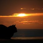 Sunset cat