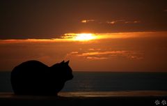 Sunset cat