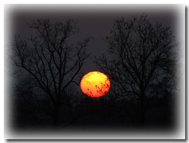 sunset colors & winter trees