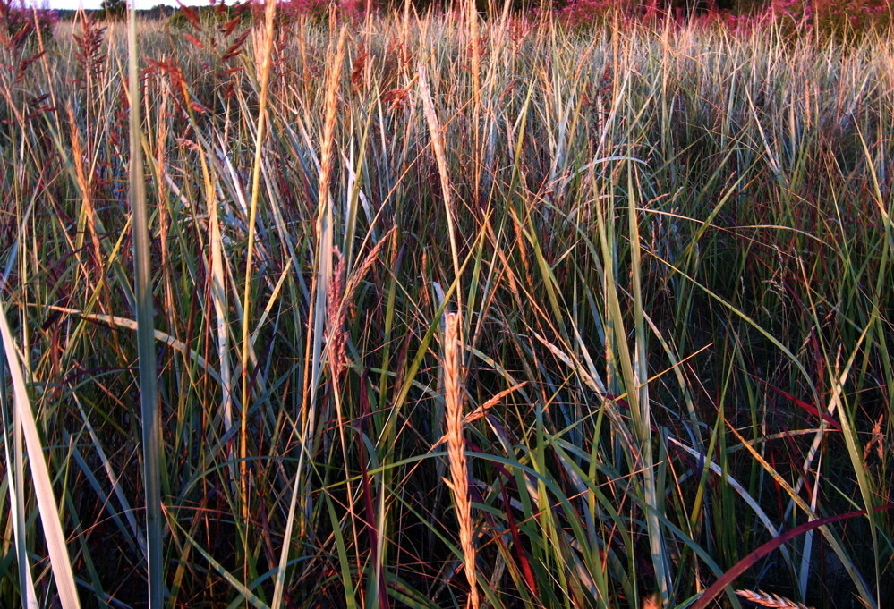 Sunset Colours in Details