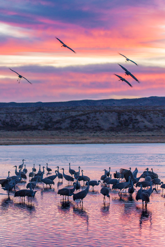 Sunset Cranes