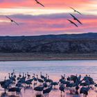 Sunset Cranes