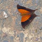  Sunset Daggerwing, Marpesia furcula.