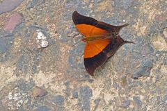  Sunset Daggerwing, Marpesia furcula.