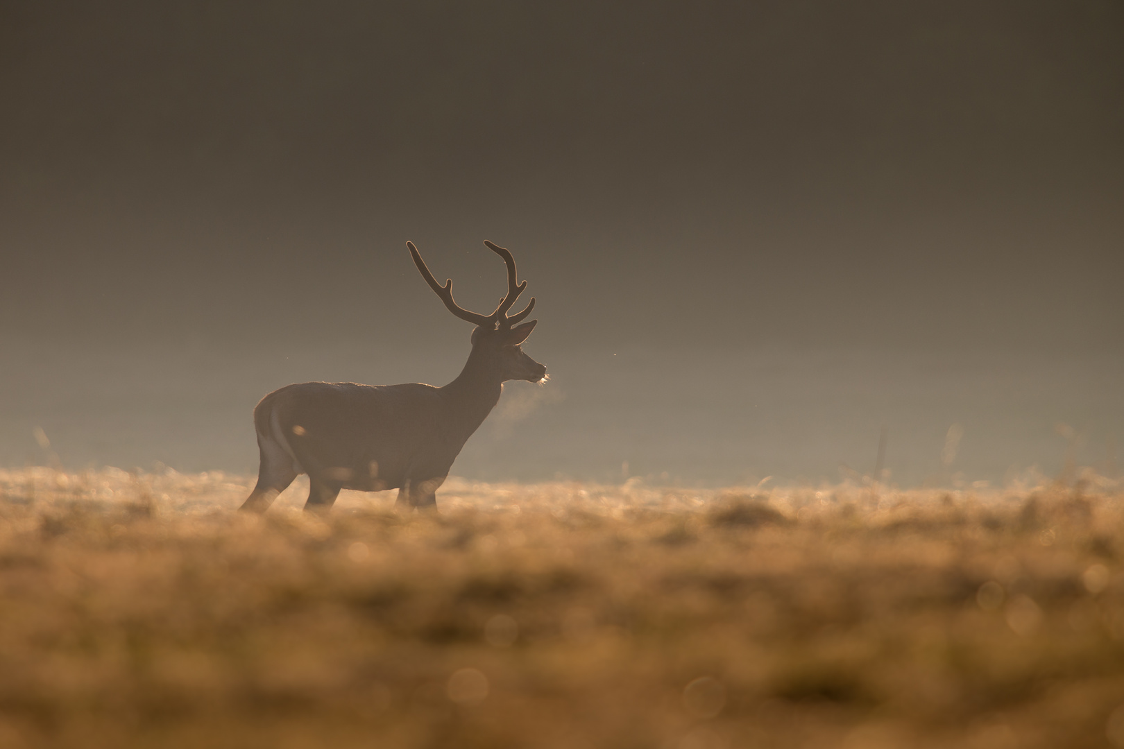 Sunset deer