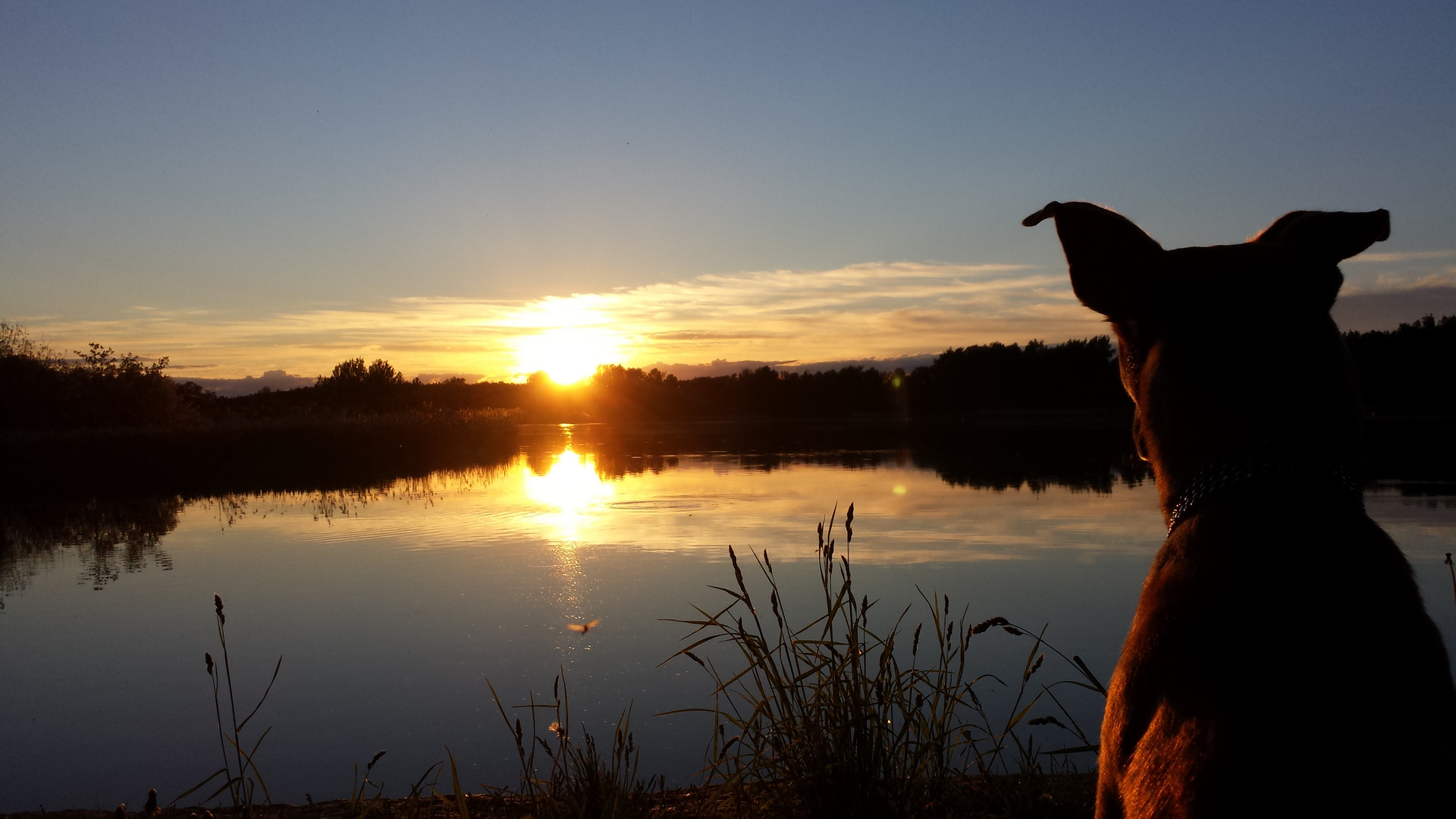 Sunset Dog