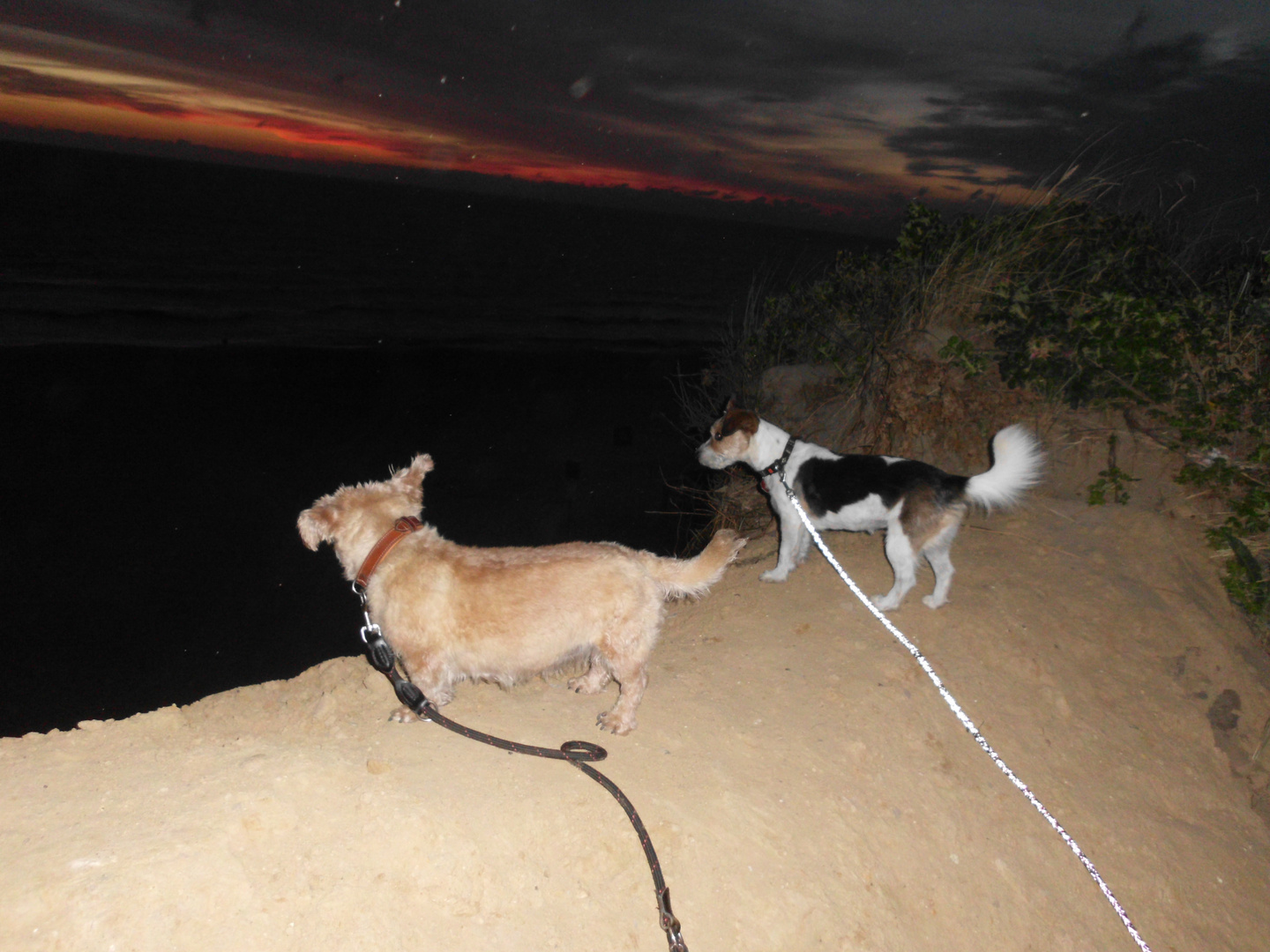 sunset dogs