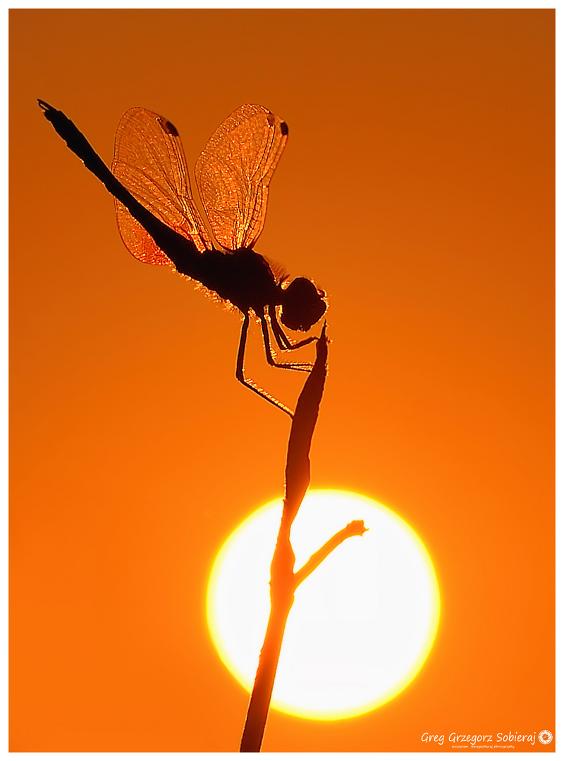 Sunset Dragonfly