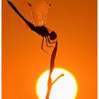 Sunset Dragonfly