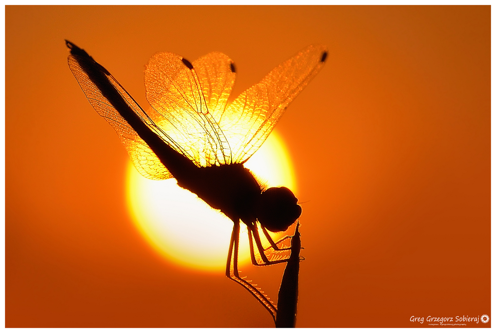 Sunset Dragonfly