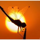 Sunset Dragonfly