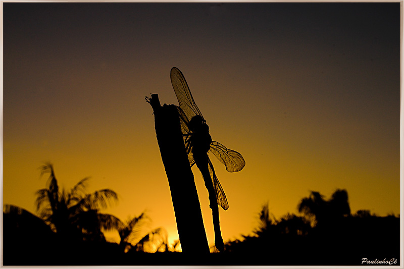 Sunset Dragonfly