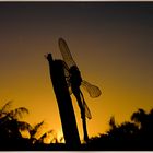 Sunset Dragonfly