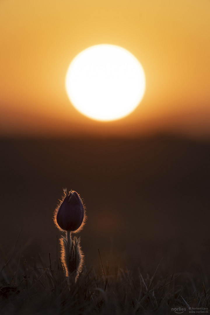 sunset dreamer