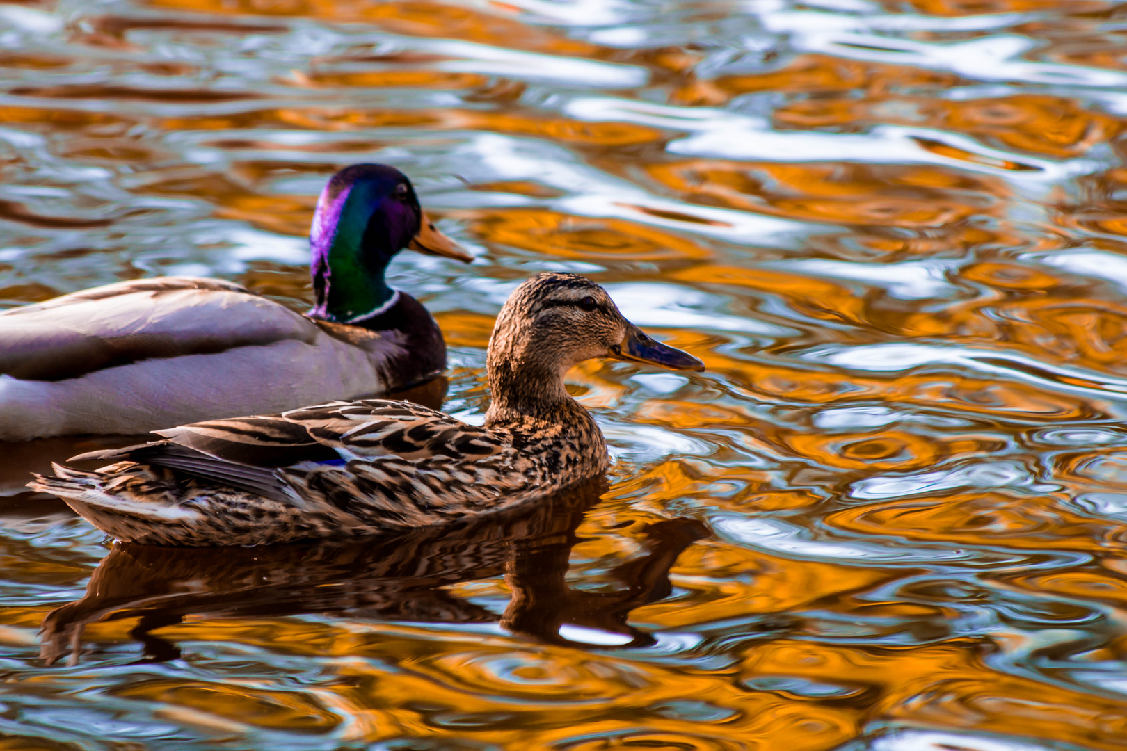 Sunset duck