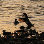 Sunset-Ducks at Loch Lomond