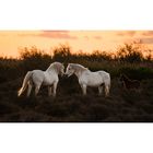 Sunset en Camargue 