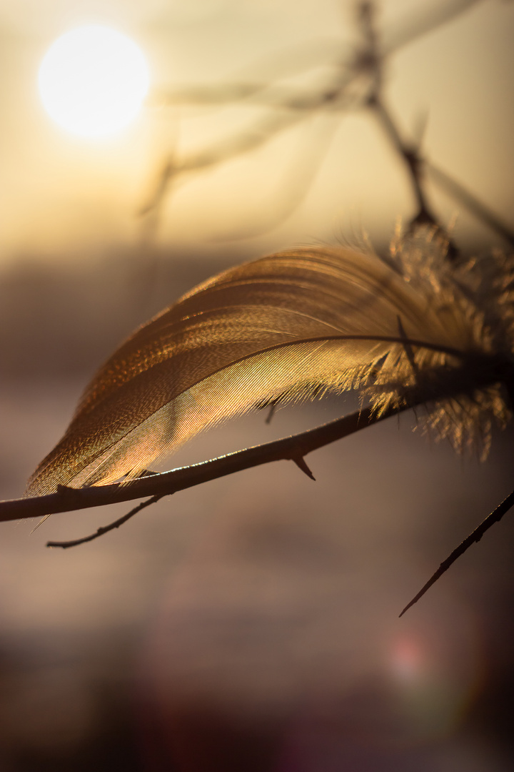 Sunset feather