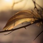 Sunset feather
