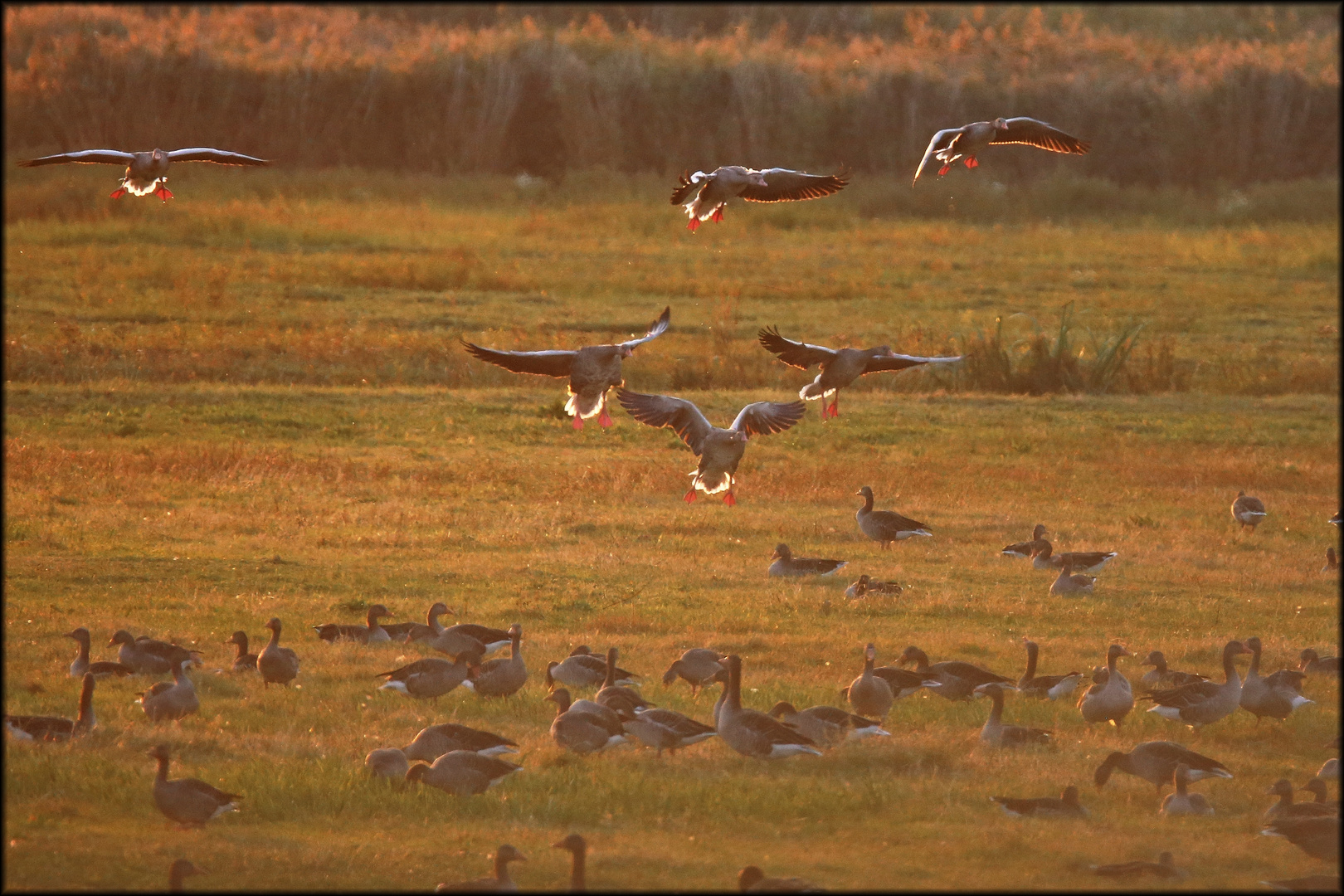 sunset fliegen 2