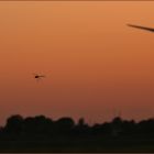 sunset fliegen