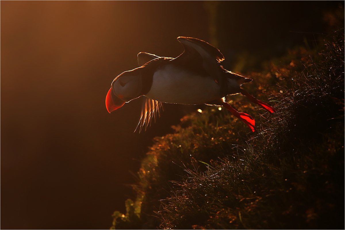 Sunset Flight