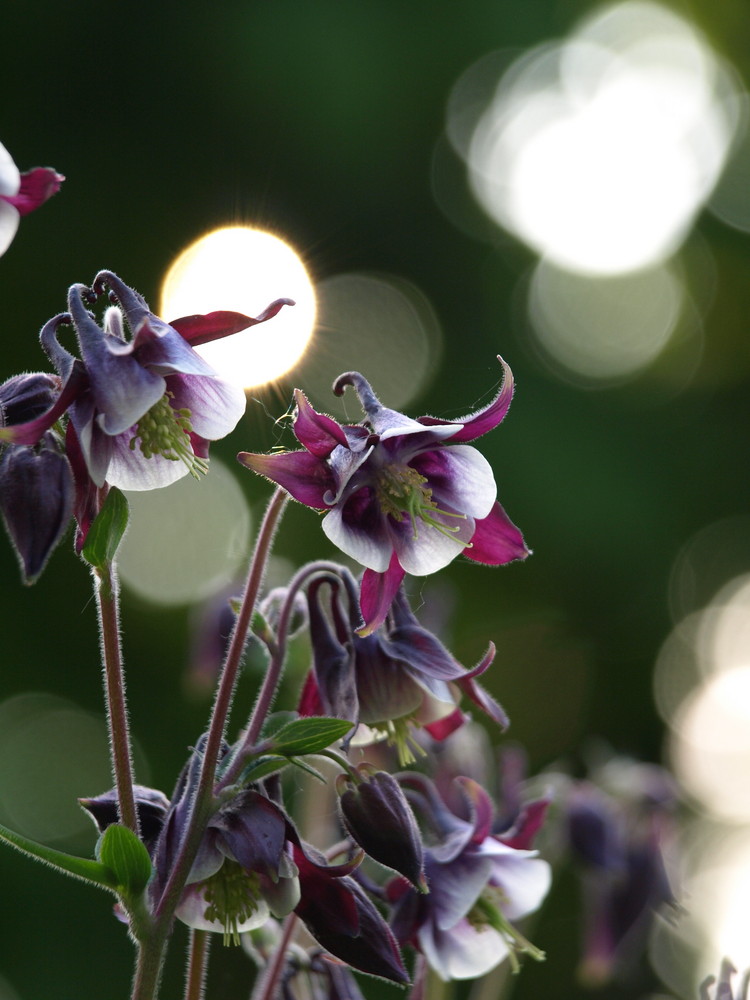 Sunset flower