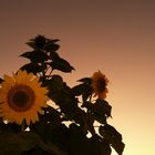 Sunset-Flower 2