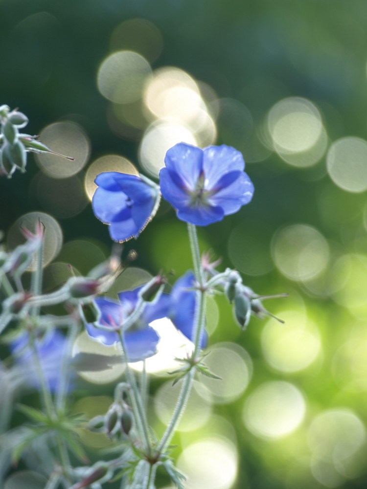 Sunset flower 2