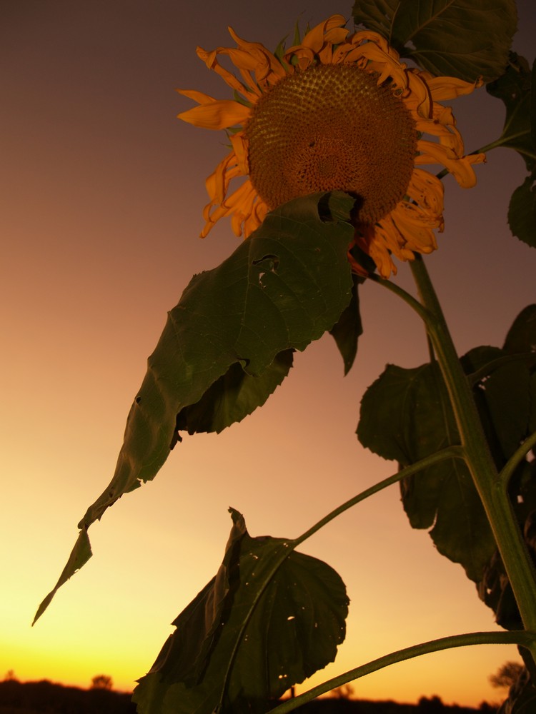 Sunset-Flower