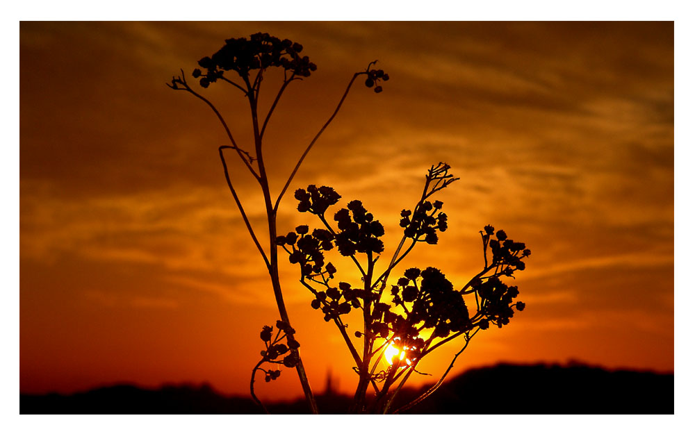 | sunset flower |