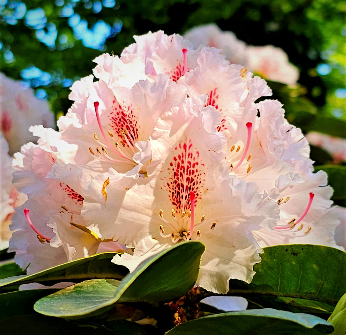 Sunset Flower