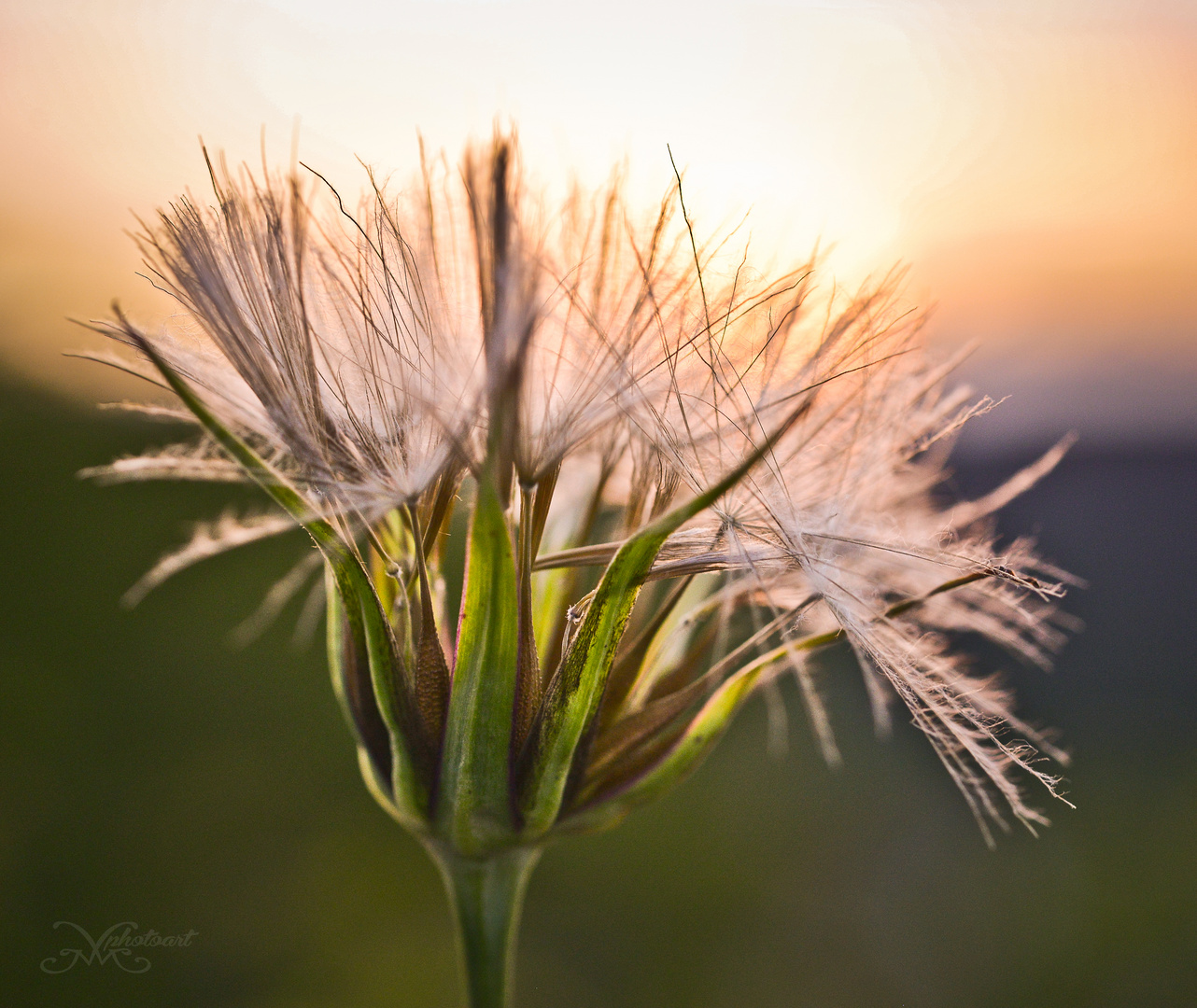 Sunset Flower