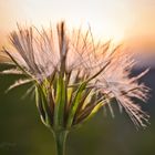 Sunset Flower